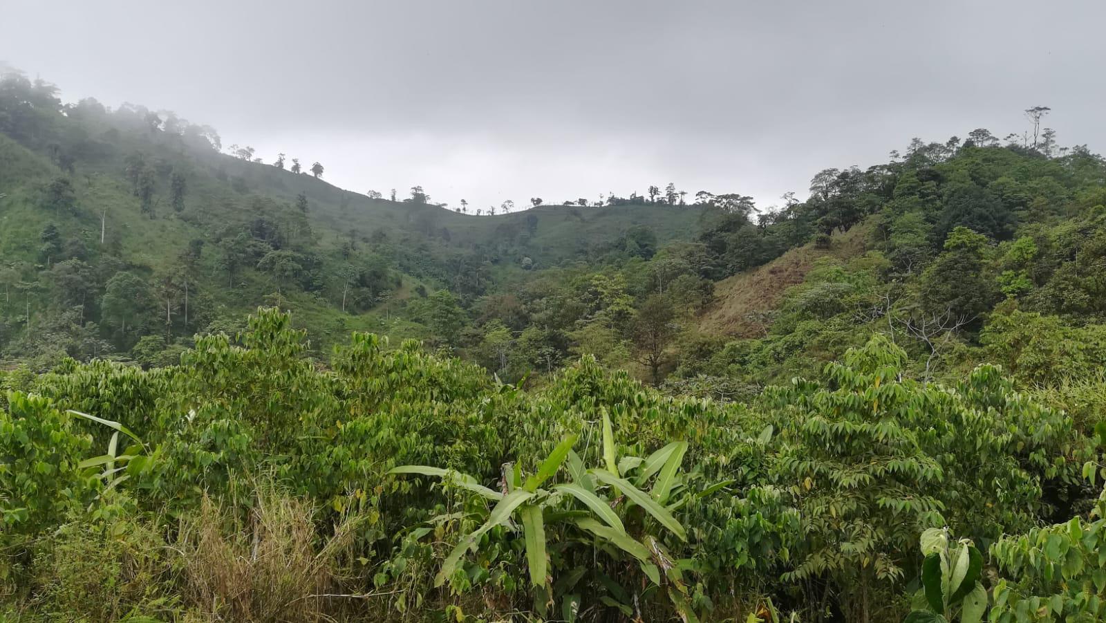 Finca Ganadera, 70 héctareas en La Parroquia Moraspungo a una hora de La Maná