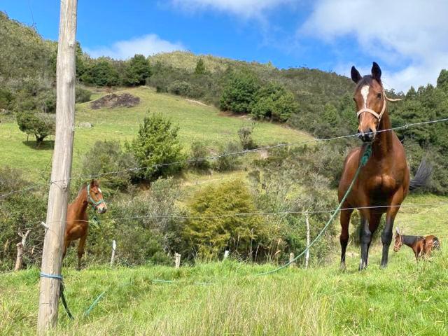 Lotes en venta desde 15.000m2 en hermosa hacienda de 45Ha.  vía Cumbe La Paz