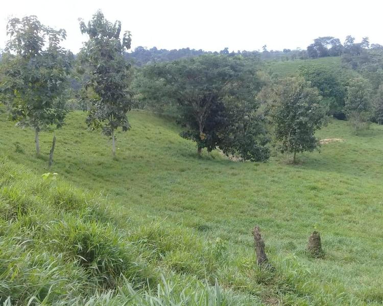 Terreno, venta, El Carmen, 40 ha, agricola, ganadera