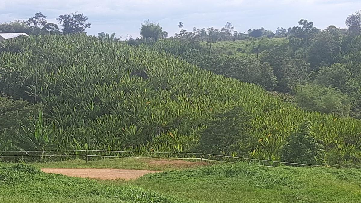 La Concordia, Terreno, 1.5 hectáreas, semi plano, frente 200 m