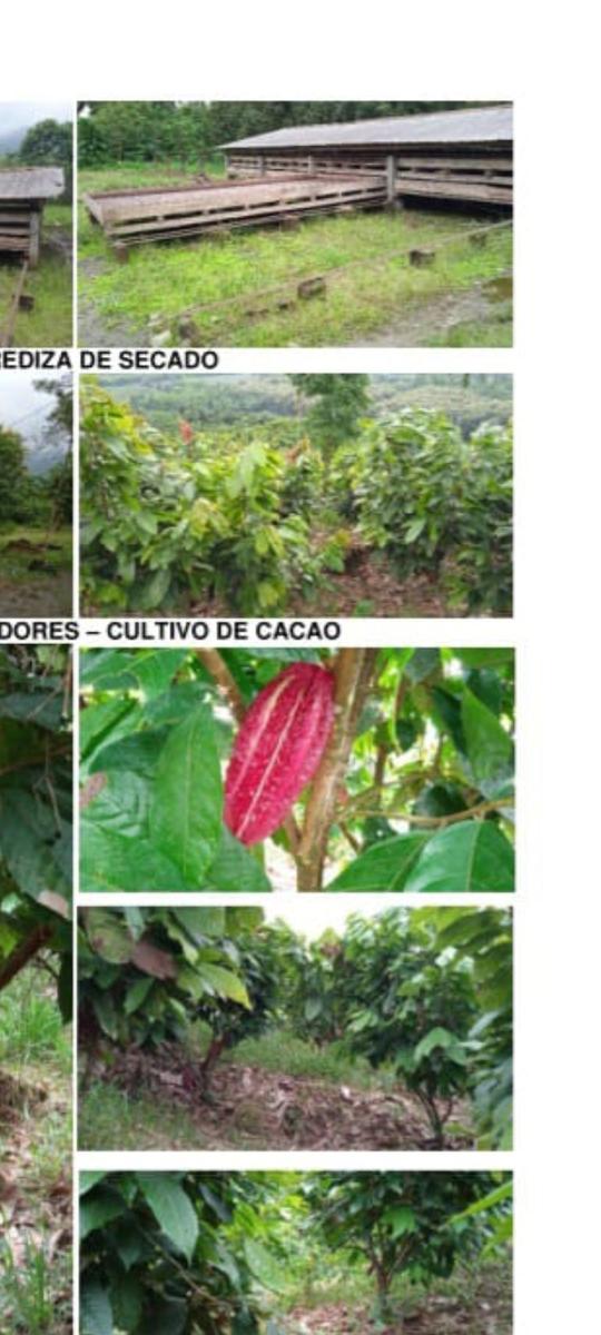 Hacienda Cacaotera 240 hectáreas sector Los Ríos