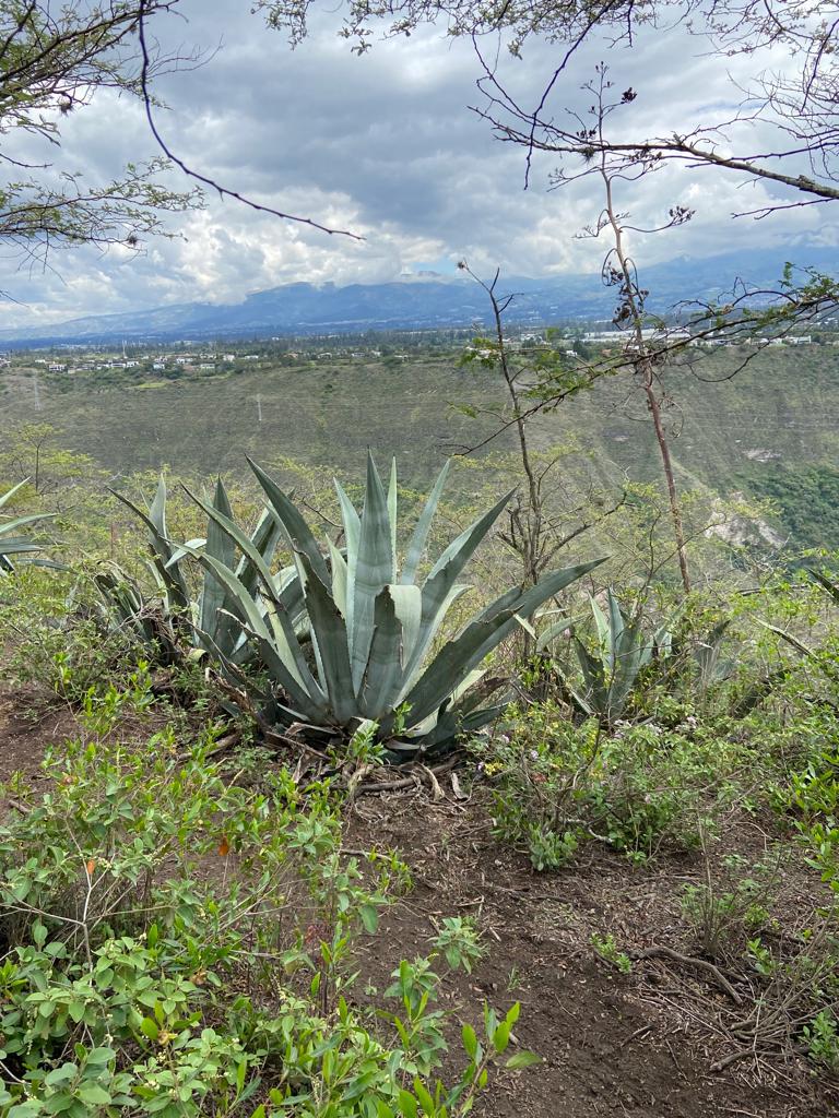 En venta hermosos y exclusivos  Terrenos Urbanizados Napakuna - Sector Collaquí Tumbaco