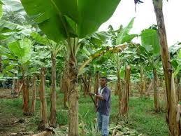 Venta de Hacienda - Bananera en Babahoyo AA