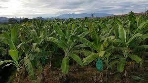 Venta de Hacienda - Bananera en Babahoyo AA