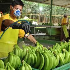 Venta de Bananera en Babahoyo AA