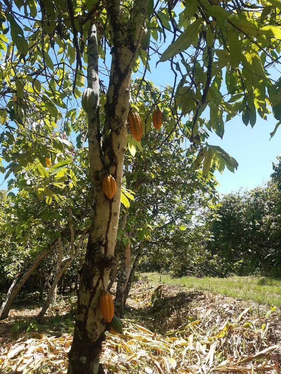 Terreno en Norte de Naranjal