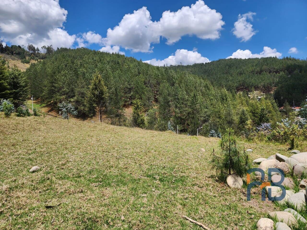 Venta de terreno de 8 hectáreas con bosque de pino en Tutupali